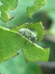 Eugnathus distinctus