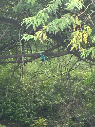 Common Kingfisher