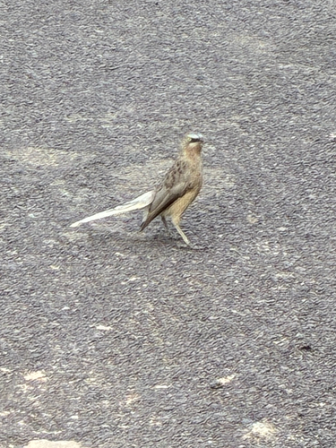 Large Grey Babbler