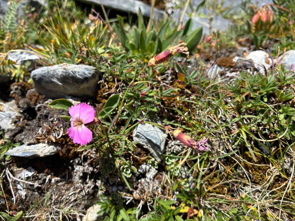 Dianthus sylvestris; photograph author not stated, no rights reserved