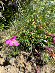 author not stated, no rights reserved Dianthus sylvestris, photograph author not stated, no rights reserved