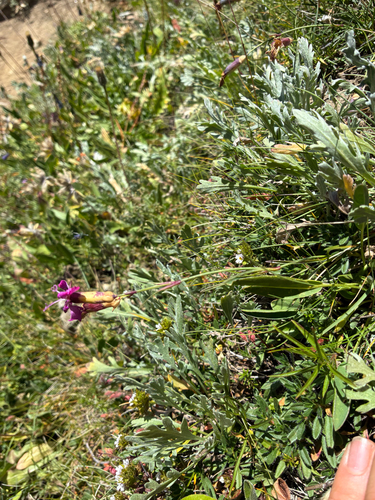 Dianthus sylvestris, photograph 2