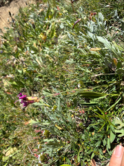 author not stated, no rights reserved Dianthus sylvestris, photograph author not stated, no rights reserved