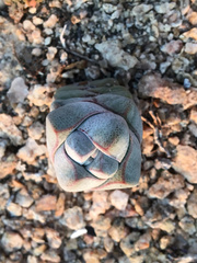 Crassula deceptor