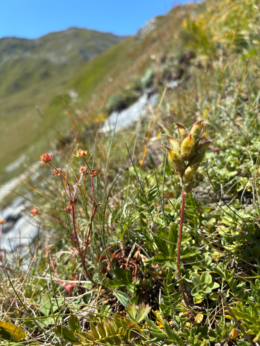 Oxytropis campestris, photograph 6