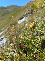 Oxytropis campestris, photograph author not stated, no rights reserved