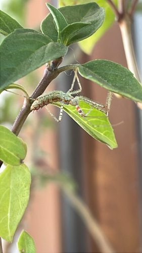 Leafhopper Assassin Bug