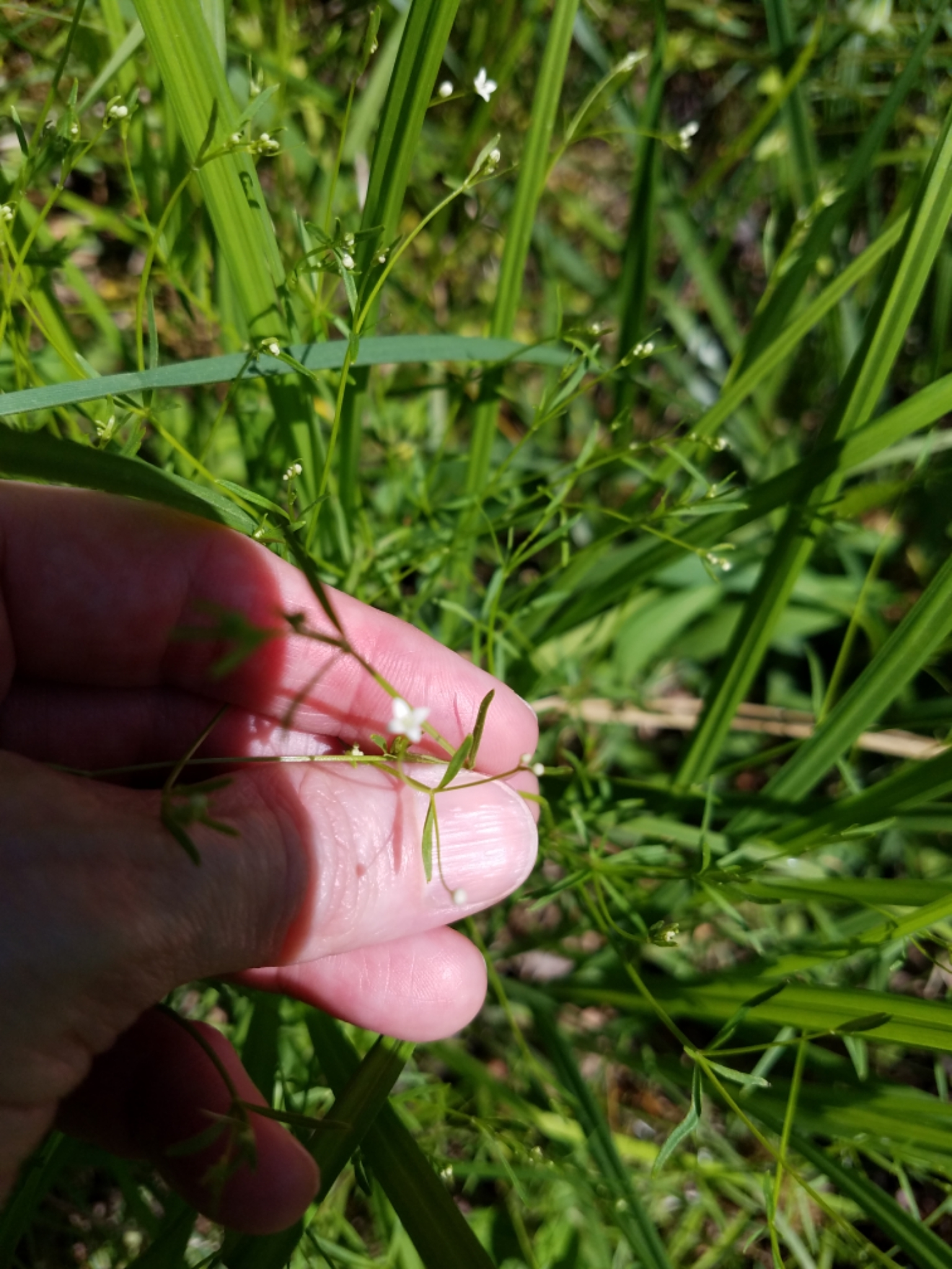 Galium obtusum ssp. filifolium