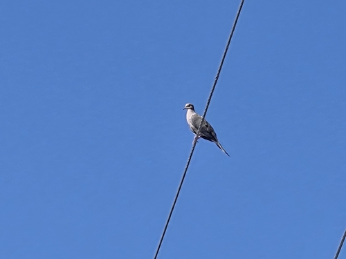 Mourning Dove