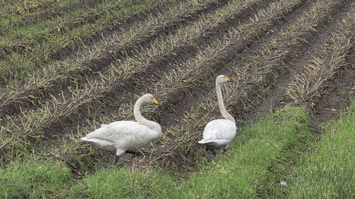 Whooper Swan