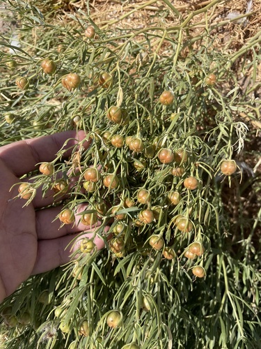 Peganum harmala