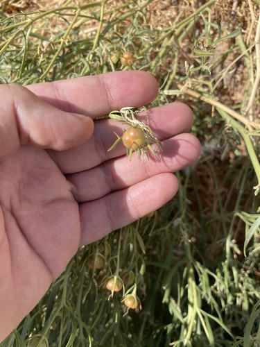 Peganum harmala, photograph 2