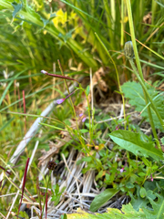 Epilobium anagallidifolium, photograph author not stated, no rights reserved