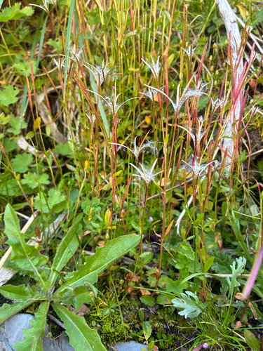 Epilobium anagallidifolium, photograph 3