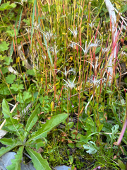 Epilobium anagallidifolium, photograph author not stated, no rights reserved
