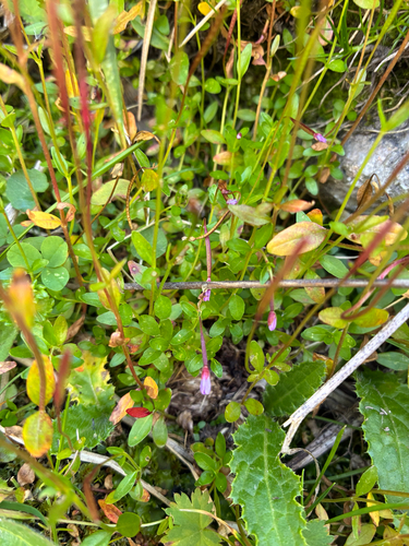 Epilobium anagallidifolium, photograph 2
