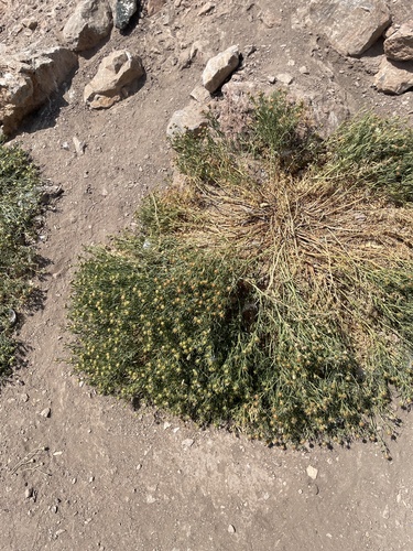 Peganum harmala, photograph 4