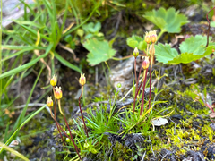 Sagina saginoides