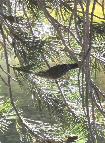 iNaturalist observation photo of Yellow-rumped Warbler