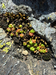 Sedum alpestre