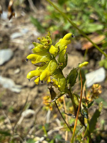 Rhinanthus glacialis, photograph 4
