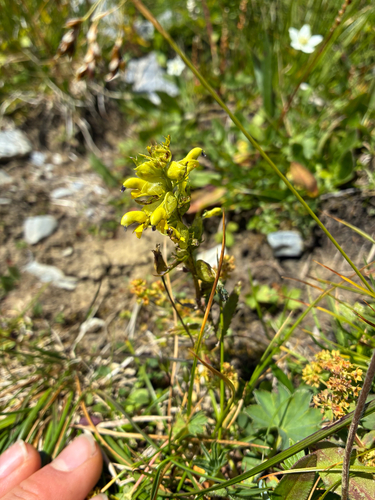 Rhinanthus glacialis, photograph 5