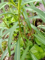 Solidagininae