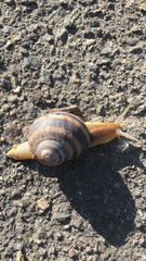 Helix albescens