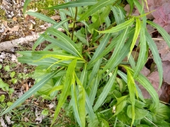 Solidagininae