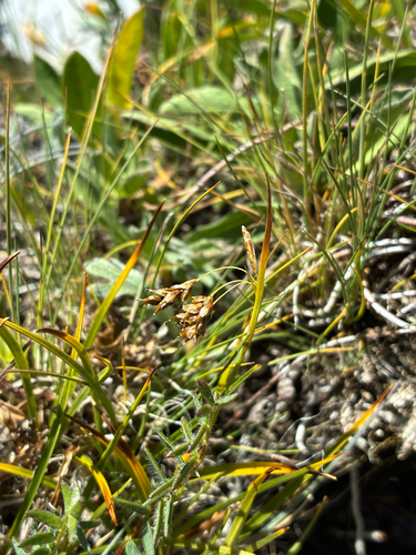 Carex capillaris