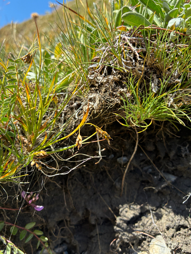 Carex capillaris, photograph 2