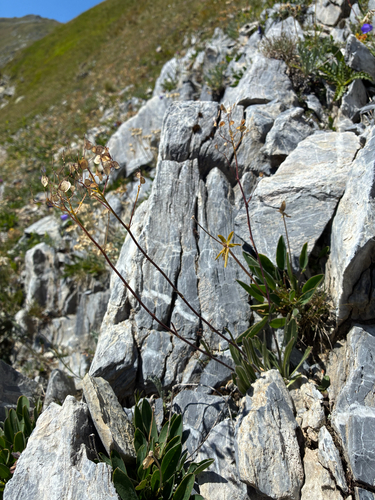 Biscutella laevigata