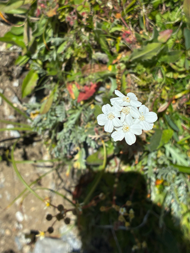 Achillea clavennae, photograph 5