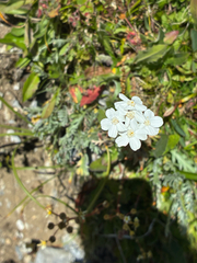Achillea clavennae, photograph author not stated, no rights reserved