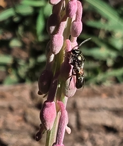 iNaturalist observation photo of Bees