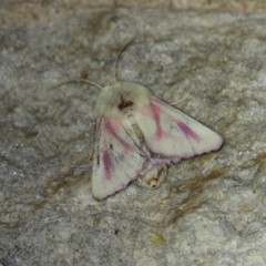 Schinia snowi