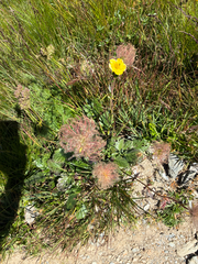 Geum montanum, photograph author not stated, no rights reserved