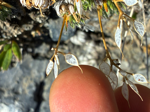 Draba aizoides, photograph 1