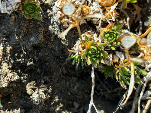 Draba aizoides
