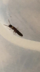 Reticulitermes speratus