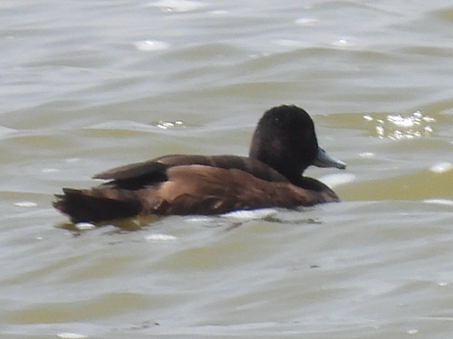 iNaturalist image