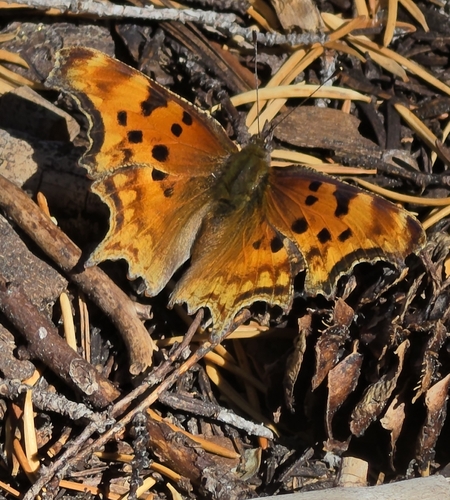 iNaturalist observation photo of Hoary Comma