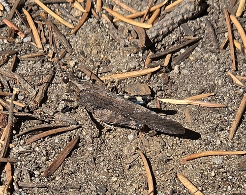 iNaturalist observation photo of Crackling Forest Grasshopper