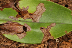 Diaporthe kalmiae
