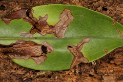 Diaporthe kalmiae