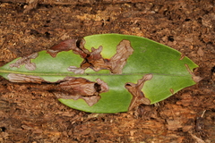 Diaporthe kalmiae