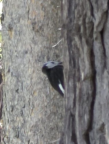 iNaturalist observation photo of White-headed Woodpecker