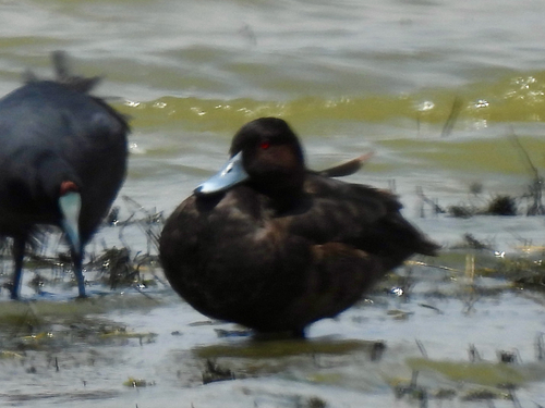 iNaturalist image