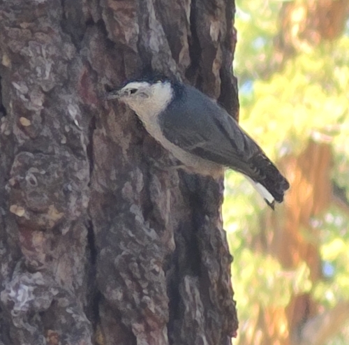 iNaturalist observation photo of White-breasted Nuthatch