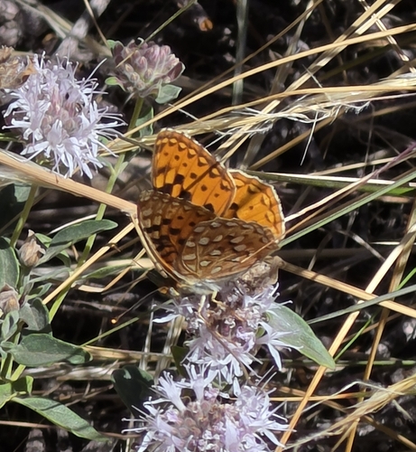 iNaturalist observation photo of Great Basin Fritillary